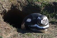 Los Pingüinos Natural Monument