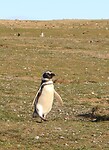 Los Pingüinos Natural Monument