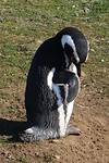 Los Pingüinos Natural Monument