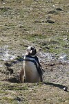 Los Pingüinos Natural Monument