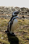 Los Pingüinos Natural Monument