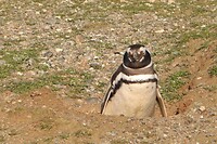 Los Pingüinos Natural Monument