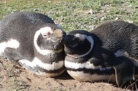 Los Pingüinos Natural Monument