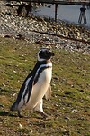Los Pingüinos Natural Monument