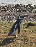 Los Pingüinos Natural Monument