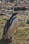 Los Pingüinos Natural Monument