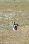 Los Pingüinos Natural Monument