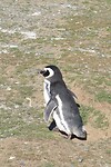 Los Pingüinos Natural Monument