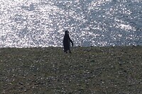 Los Pingüinos Natural Monument