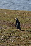 Los Pingüinos Natural Monument