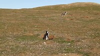 Los Pingüinos Natural Monument