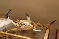 Museum Rio Seco