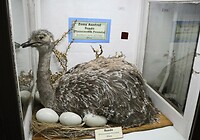 Museo Maggiorino Borgatello