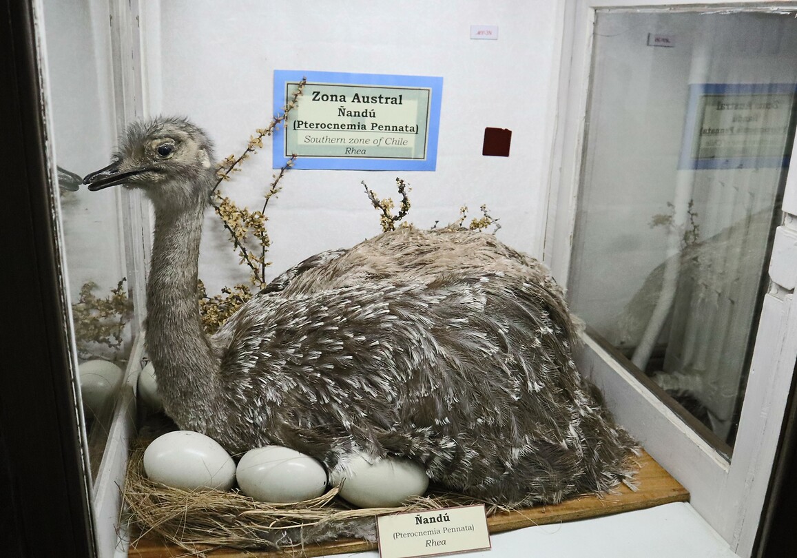 Museo Maggiorino Borgatello