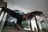 Museo Maggiorino Borgatello
