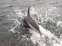 Bahia Aqua Fresca