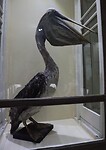 Museo Maggiorino Borgatello