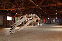 Museum Rio Seco, walvis