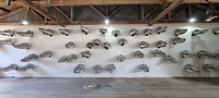 Museum Rio Seco, orka's