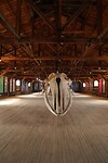 Museum Rio Seco, walvis