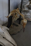 Museum Rio Seco, pinguïn