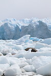 Gletsjer Perito Moreno