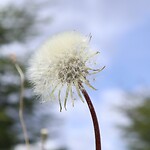 Paardenbloem-pluis
