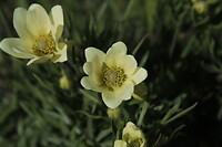 Anemoon (Anemone Multifida)