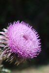 Distel
