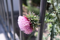 Opgesloten distel