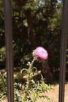 Opgesloten distel