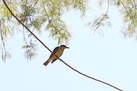Specht? Of? Parque San Martin