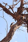 Vogel Parque San Martin