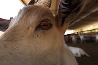 Geitenkaas boerderij: Cabras de Cafayate