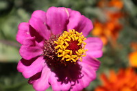 Bloemetje
