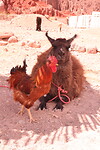 Llama, Tour quebrada de las conchas