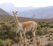 Guanaco