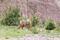 Zorrito, vosje