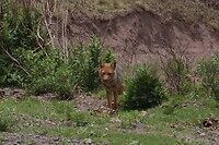 Zorrito, vosje