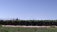 Omgeving Cafayate