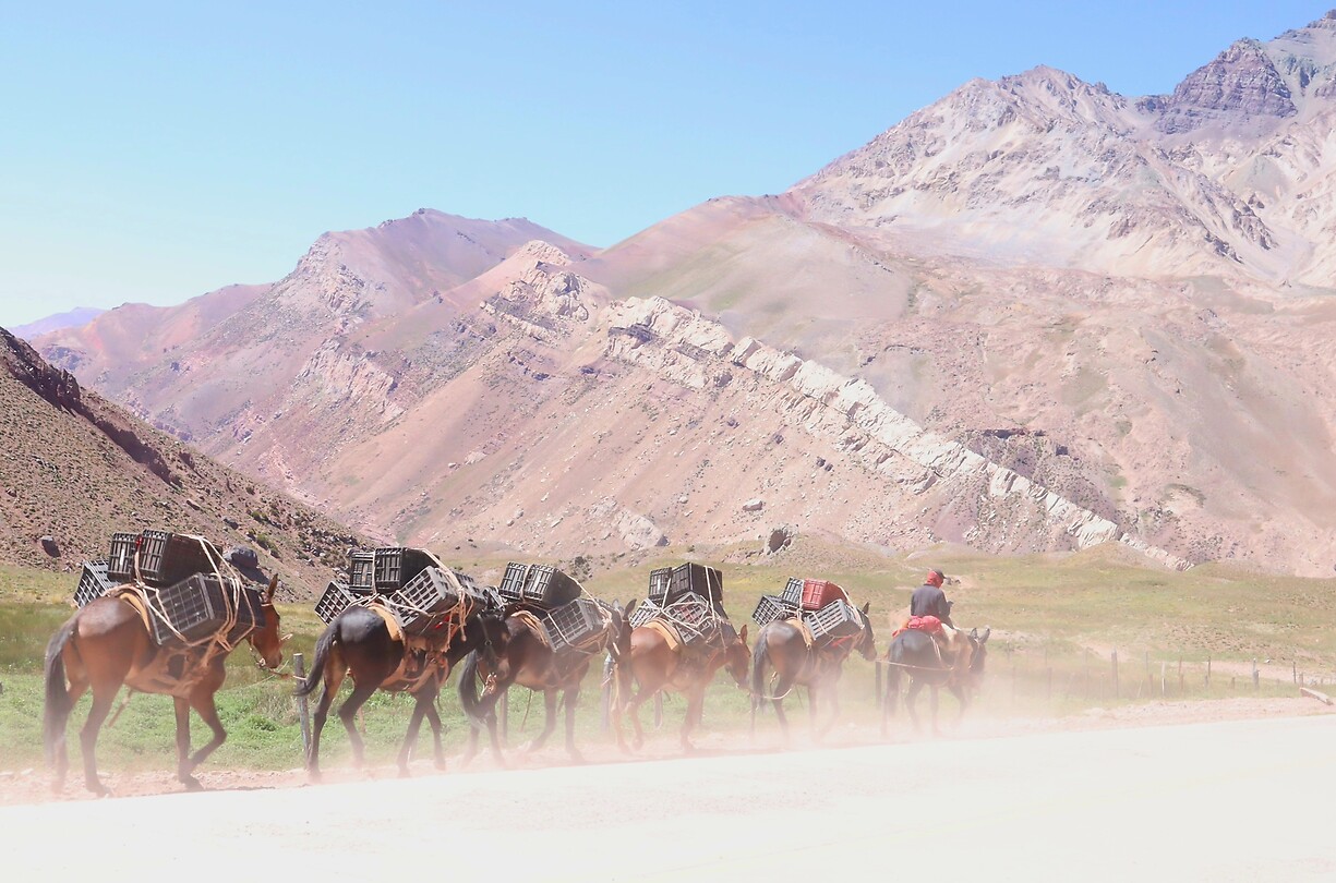 Ezels in Parque Aconcagua