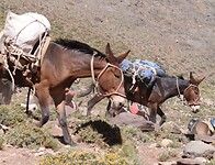 Ezels in Parque Aconcagua