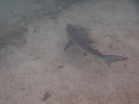 Haai! 1,20 mtr