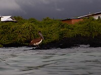 Pelikaan