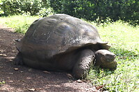 Yay schildpad!