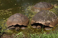 2 mannetjes schildpadden