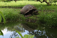 Spiegel schildpad