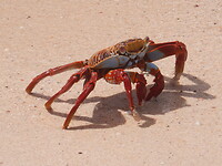 Sally Lightfoot crab
