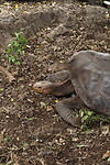 Schildpad
