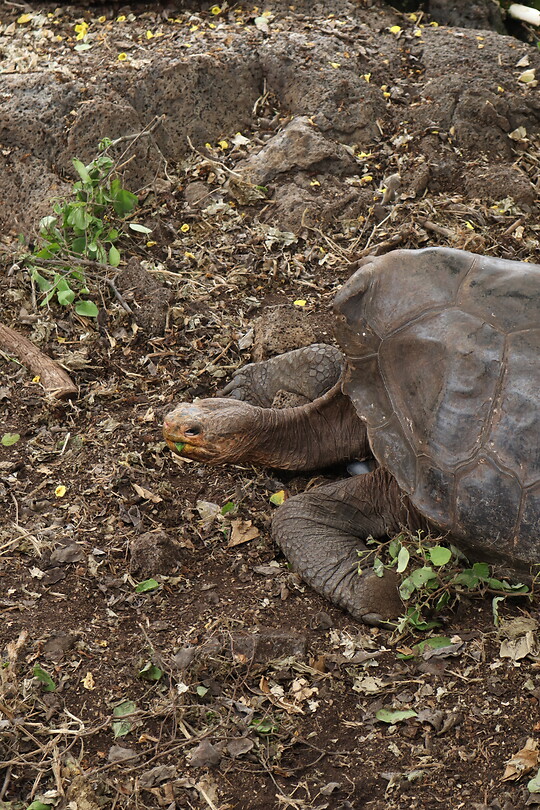 Schildpad